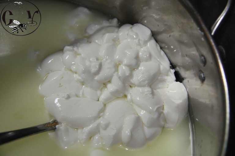 При какой температуре сворачивается молоко. Молоко не сворачивается что делать. Молоко сворачивается при кипячении. Молоко светофор. Молоко сворачивается.